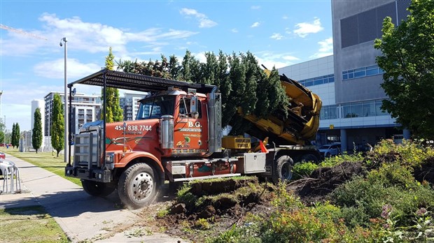 Le CISSS de Lanaudière relocalise des arbres sur le terrain d’un CPE