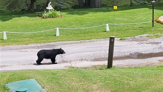 Un ours noir a été abattu hier dans la Ville de Charlemagne