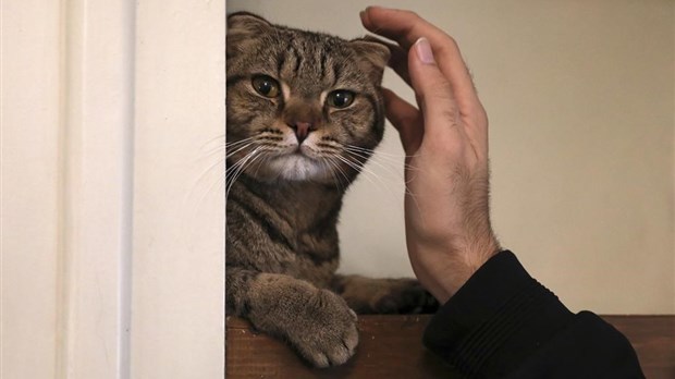 Hausse d'abandons d'animaux de compagnie provoquée par l'inflation