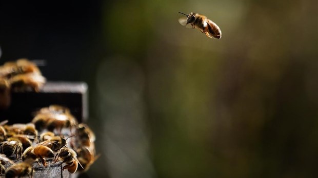 Les abeilles mellifères menaceraient les abeilles sauvages