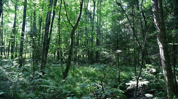 Une propriété de 5,9 hectares protégée à perpétuité à Saint-Paul