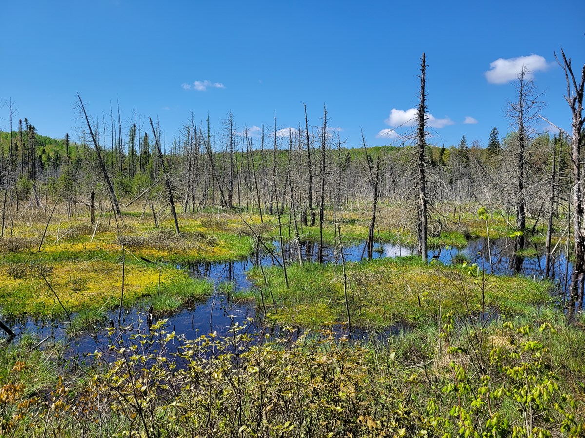Un total de 223 hectares protégés de plus à SainteÉméliedel’Énergie