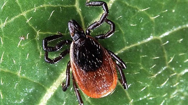 Maladie de Lyme : De nouvelles zones à risque dans Lanaudière