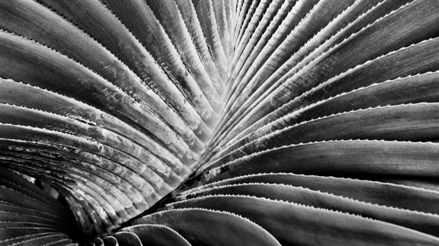 L'exposition Micromégas de Lafleur présentée à la Maison et jardins Antoine-Lacombe