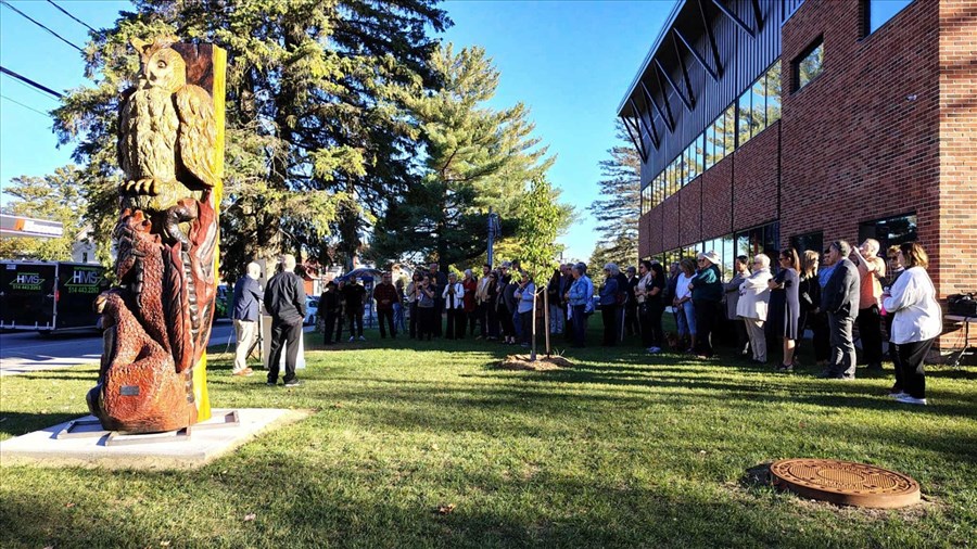 Le Collège Champagneur rend hommage à son pin blanc centenaire