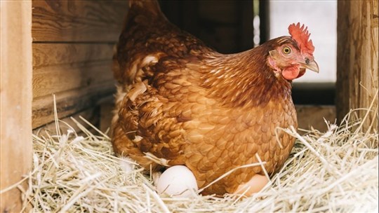 Un cas de grippe aviaire à Saint-Félix-de-Valois