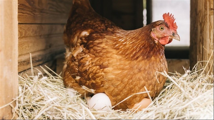 Un cas de grippe aviaire à Saint-Félix-de-Valois