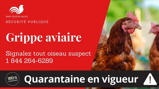 Grippe aviaire à St-Félix-de-Valois : décontamination jusqu'au 20 octobre