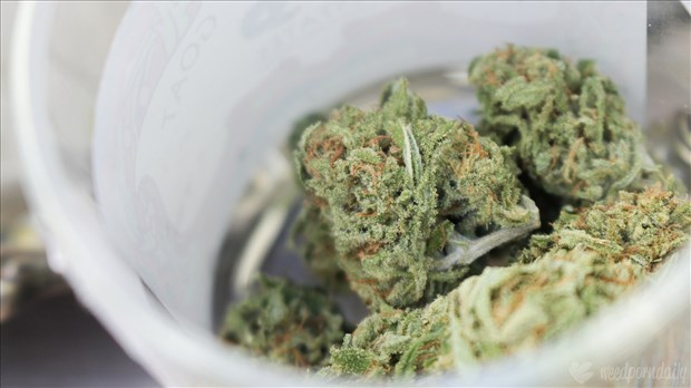 Opération policière à Rawdon et Ste-Julienne : trois personnes arrêtées