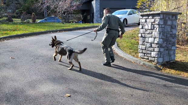 Opération en cours à St-Félix-de-Valois pour trafic de cannabis et stupéfiants