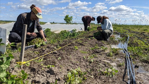 Faillite de la Coopérative pour l’Agriculture de Proximité Écologique