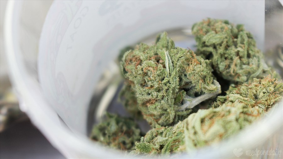 Une perquisition à Notre-Dame-de-la-Merci en lien avec le cannabis