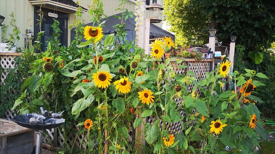 Félix en fleurs, c’est le temps de participer!