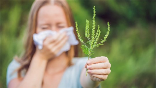 Agir pour contrer les effets du pollen de l’herbe à poux