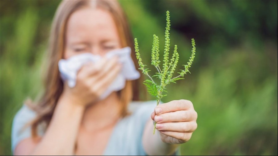 Agir pour contrer les effets du pollen de l’herbe à poux