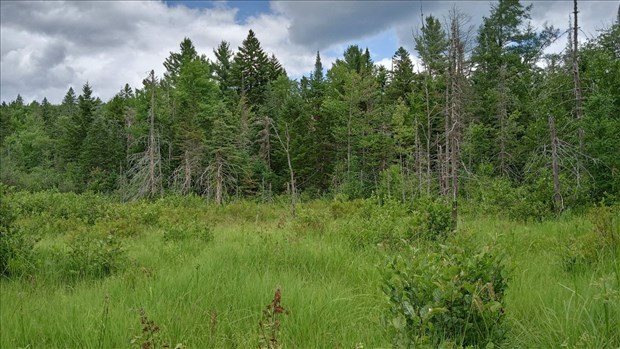La Forêt Lacelle protégée à perpétuité à Saint-Gabriel-de-Brandon