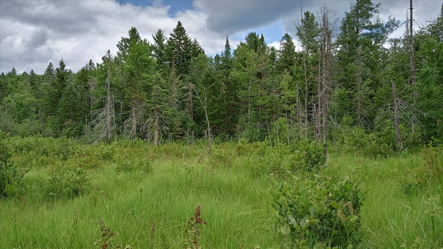 La Forêt Lacelle protégée à perpétuité à Saint-Gabriel-de-Brandon