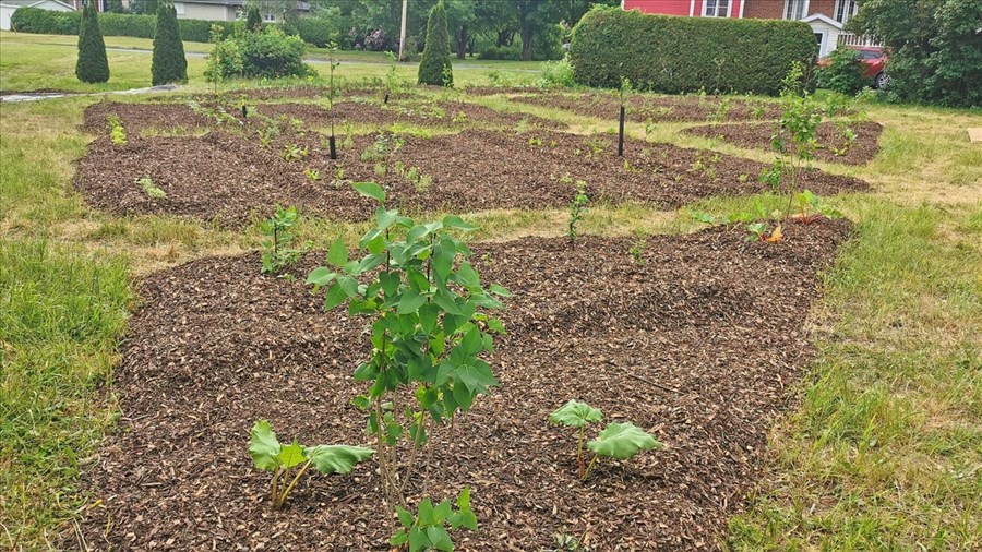 St-Félix-de-Valois: trois projets mettant l'arbre au coeur du développement