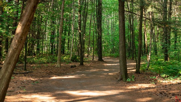 Interventions forestières à venir dans deux parcs de Joliette