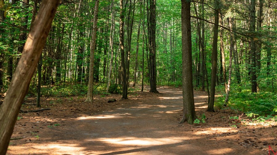 Interventions forestières à venir dans deux parcs de Joliette