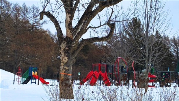 Opération d’abattage d’arbres malades en cours au parc Saint-Jean-Bosco