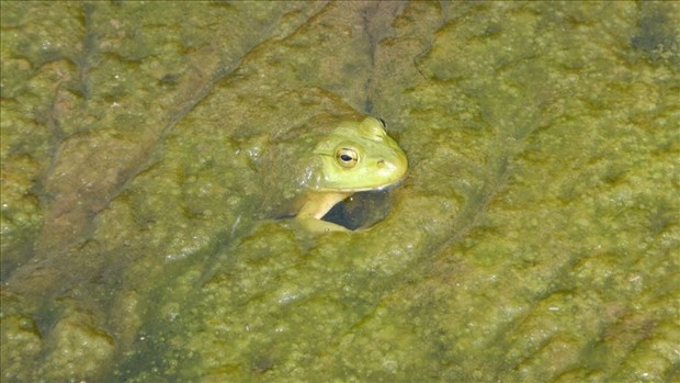 Projet pour la sauvegarde des espèces aquatiques en péril 