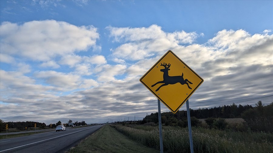 Prudence sur les routes, présence de la grande faune au printemps