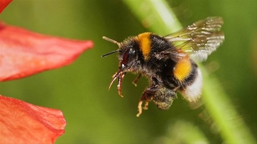 Une doctorante étudie les impacts des fleurs sur la santé des bourdons