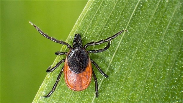 Maladie de Lyme: conseils pour se protéger 