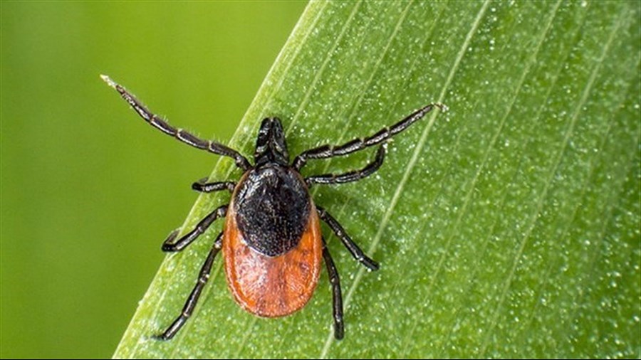 Maladie de Lyme: conseils pour se protéger 