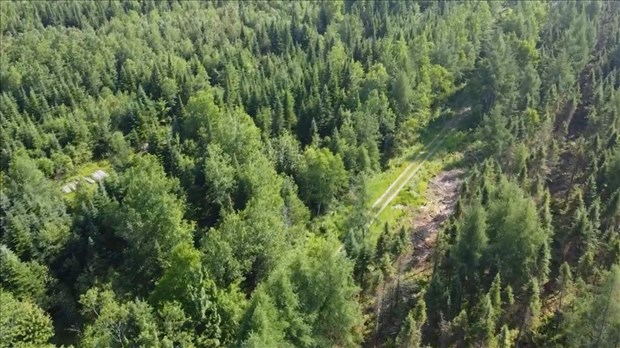 Québec veut aider l’industrie forestière à se diversifier